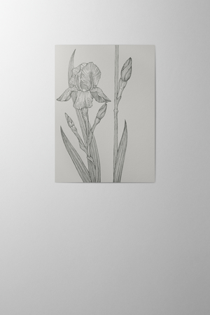 Hieronymus Condolence Greeting Card Iris Warm Grey A004549 A5