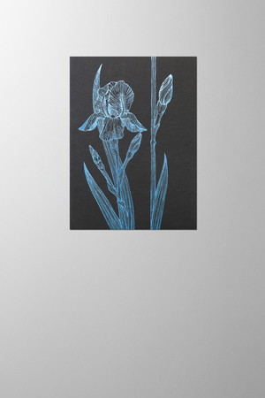 Hieronymus Condolence Greeting Card Iris Dark Blue A005558 A005558 A.jpg