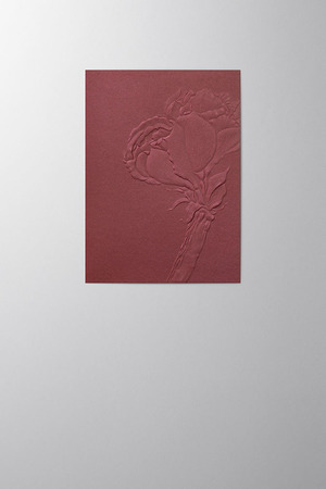 Hieronymus Christmas Greeting Card Amaryllis Bordeaux A005795 