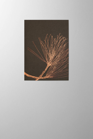 Hieronymus Christmas Greetingcards Greeting Card Pinus Nigra Copper A005797 A005797 A.jpg