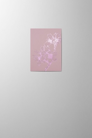Hieronymus Small A6 Greeting Card Sakura Rosewood Small A005840 A6.jpg