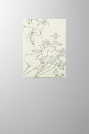 Hieronymus New Year Greetingcards Greeting Card Trifolium Pratense White Green A005870 