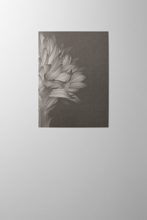 Hieronymus Condolence Greeting Card Nigritella Black A000572 A5