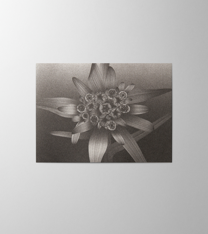 Hieronymus Greeting Card Edelweiss Black A000576 A5