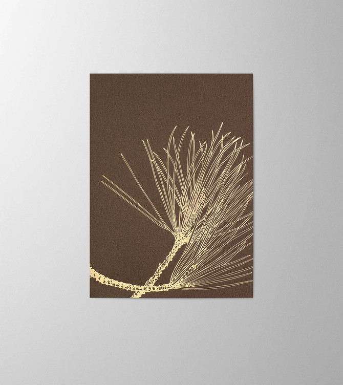 Hieronymus Greetingcards Christmas Greeting Card Pinus Nigra Chocolate A005799 A005799 A.jpg